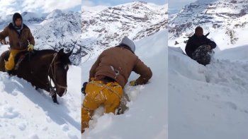 el impresionante rescate de chivas enterradas en la nieve el impresionante rescate de chivas enterradas en la nieve