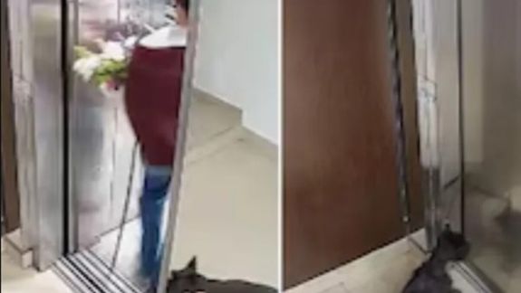 Las cámaras de seguridad del edificio lograron registrar el momento en que la dueña de la mascota entra al ascensor.