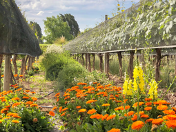 el auge del vino organico en argentina: cifras que sorprenden en medio de la crisis el auge del vino organico en argentina: cifras que sorprenden en medio de la crisis