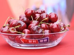 exportaciones de cerezas chilenas tocan las 468.000 toneladas exportaciones de cerezas chilenas tocan las 468.000 toneladas