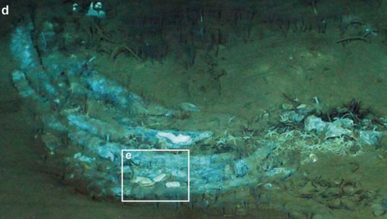 Científicos descubrieron el mayor cementerio de ballenas del mundo.