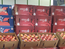 Las nuevas variedades de manzana están en el mercado argentino. Las nuevas variedades de manzana están en el mercado argentino.