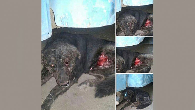 Murió el perro que fue atacado por un vecino en Zapala