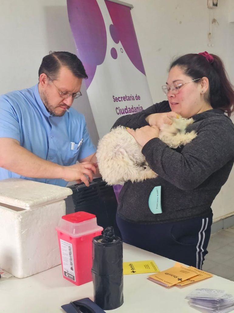 Un veterinario aplicando una dosis durante el operativo de vacunación a mascotas. Un veterinario aplicando una dosis durante el operativo de vacunación a mascotas.