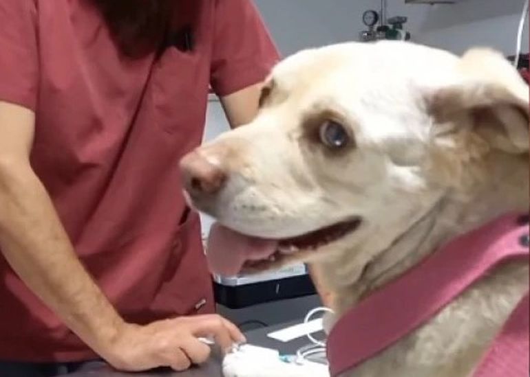 Comodoro Rivadavia: Mily en la veterinaria donde la operaron. Comodoro Rivadavia: Mily en la veterinaria donde la operaron.