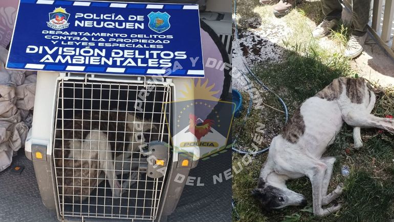 Una galga fue rescatada de un domicilio en avanzado estado de desnutrición.