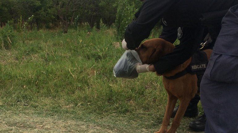 Cuando el olfato es clave para esclarecer crímenes