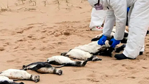 hallan muertos a miles de pingüinos en playas uruguayas hallan muertos a miles de pingüinos en playas uruguayas