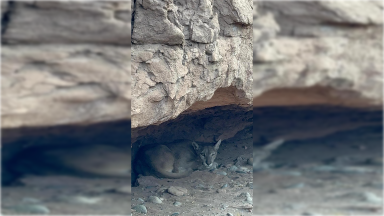 El animal fue descubierto en la zona de bardas de Picún Leufú.&nbsp;