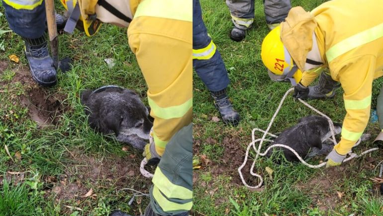 El animal llevaba horas en el pozo. Los vecinos dieron aviso a los Bomberos. El animal llevaba horas en el pozo. Los vecinos dieron aviso a los Bomberos.