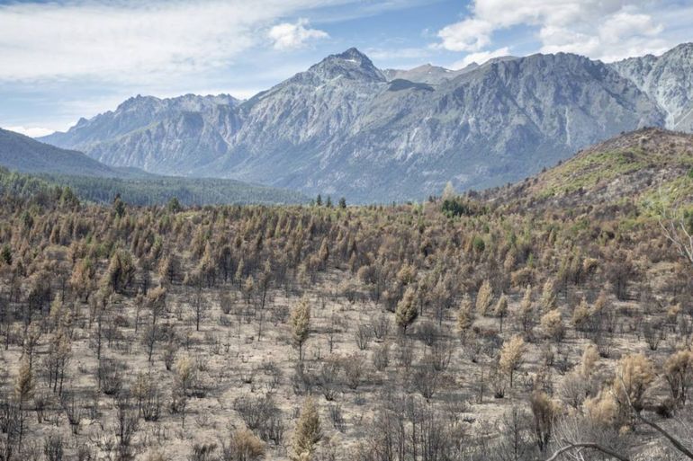 Incendios forestales en la Patagonia. Incendios forestales en la Patagonia.