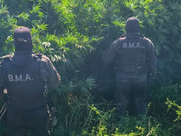 El procedimiento secuestró más de 55 plantas de casi 3 metros de altura y 16 kilos de flores de marihuana. El procedimiento secuestró más de 55 plantas de casi 3 metros de altura y 16 kilos de flores de marihuana.