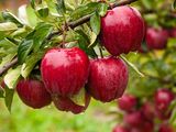 La manzana red Delicious deberá esperar para ser cosecha en el Valle de Río Negro y Neuquén.