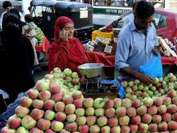 En la India, la manzana de calidad casi duplica los precios de aquellas que no lo son. En la India, la manzana de calidad casi duplica los precios de aquellas que no lo son.