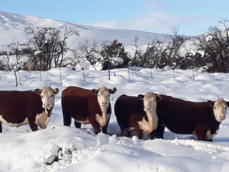 photo Manejo, previsión y mucho oficio, con las claves para pasar el invierno. Foto de Arturo Matarazzo. photo Manejo, previsión y mucho oficio, con las claves para pasar el invierno. Foto de Arturo Matarazzo.