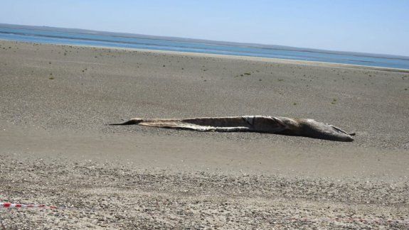 San Antonio Este: ballena apareció muerta en el Puerto