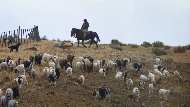 Trashumancia segura: despliegan un dispositivo para proteger a los veranadores