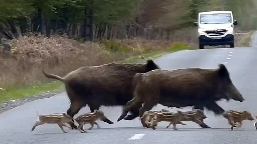 Impacto devastador de un accidente por evasión de animal: vidas truncadas en segundos por la superpoblación invasora.