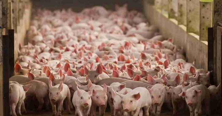 Hacia un frigorífico propio: Isowean planea una planta de faena entre Bell Ville y Villa María, con capacidad inicial de 300-400 animales por hora, para integrar la cadena. Hacia un frigorífico propio: Isowean planea una planta de faena entre Bell Ville y Villa María, con capacidad inicial de 300-400 animales por hora, para integrar la cadena.