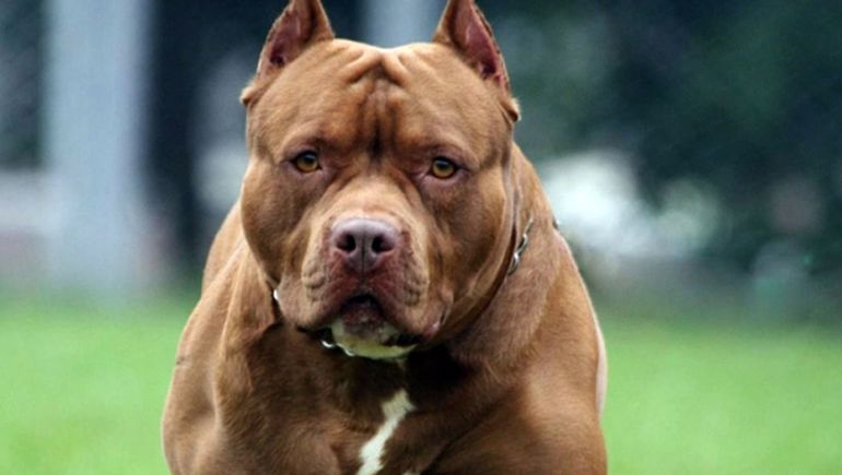 Aberrante: un hombre abusó de su perro y fue detenido