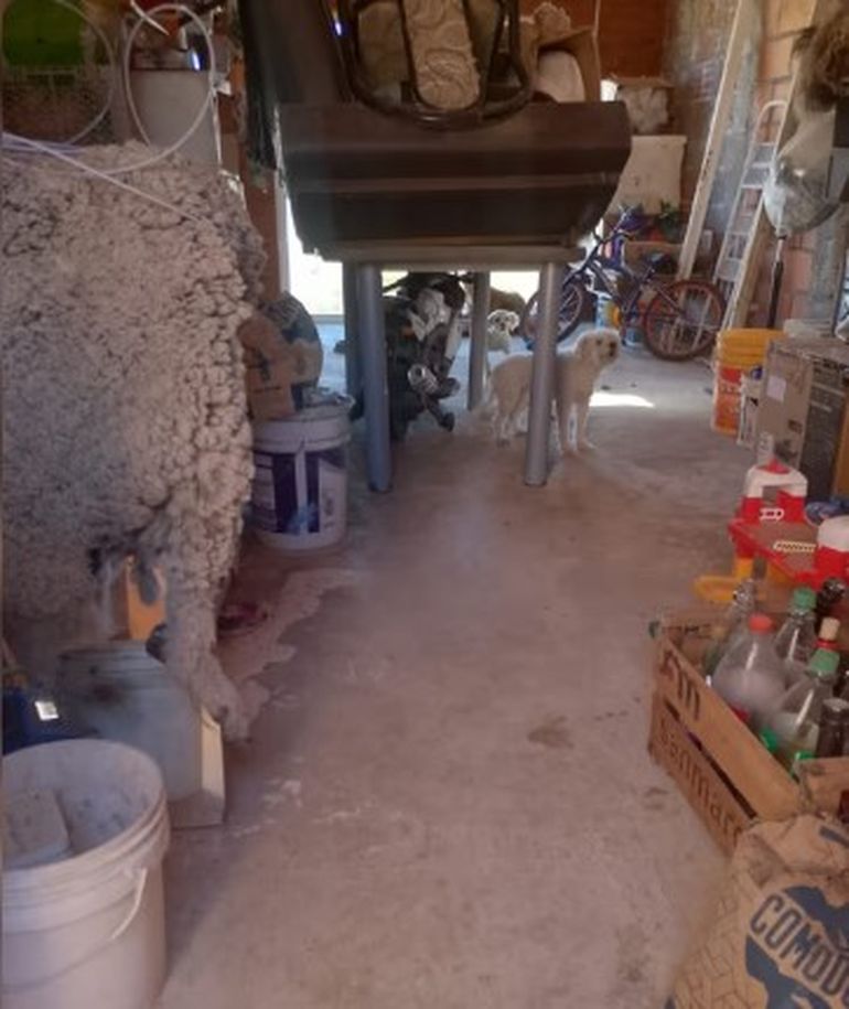 Mascotas rescatadas en un operativo de Defensa Civil.