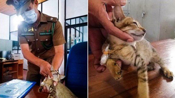 Se fugó un gato que les llevaba drogas a los presos