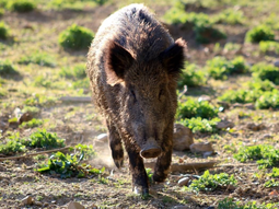 La plaga del jabalí en Argentina causa daños por US$ 300 millones anuales en agricultura. La plaga del jabalí en Argentina causa daños por US$ 300 millones anuales en agricultura.