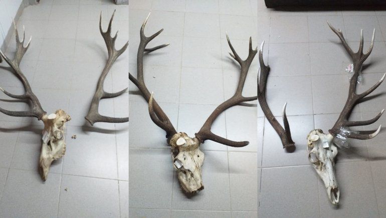 Piedra del Águila: secuestraron seis cabezas de ciervo que mandaron en encomienda