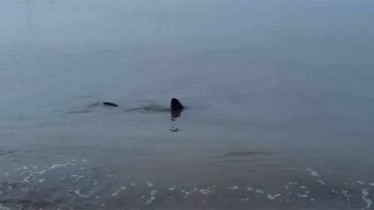 Video: tiburón fue grabado mientras nadaba en la orilla en Santa Clara
