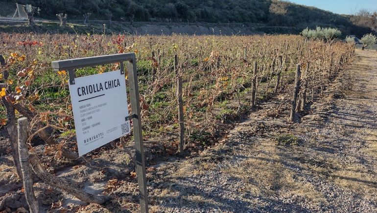 15 uvas criollas para descubrir el tinto perfecto para beber en verano