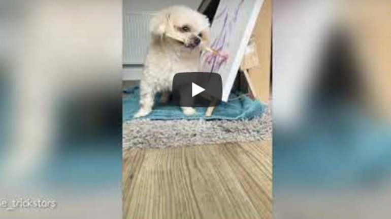 Este perro pintor no deja de sumar reproducciones en YouTube