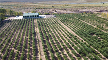 El olivar donde se produce el aceite Eternum en Rincón De Los Sauces y a pocos metros el Río Colorado El olivar donde se produce el aceite Eternum en Rincón De Los Sauces y a pocos metros el Río Colorado