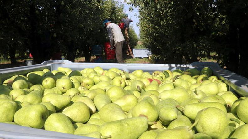 La pera limonera, en España, conocida como poire Docteur Jules Guyot en Francia, su país de origen. | LM Neuquen La pera limonera, en España, conocida como poire Docteur Jules Guyot en Francia, su país de origen.