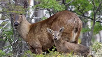 El huemul es una emblemática especie de la patagonia que se encuentra en peligro de extinción.