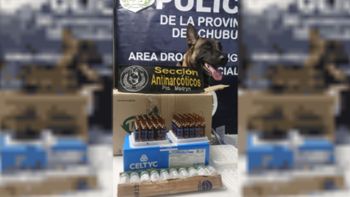 Tussi, el perro antinarcóticos que desbarató una red de tráfico de anestésicos Tussi, el perro antinarcóticos que desbarató una red de tráfico de anestésicos