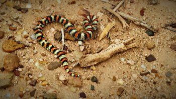 una serpiente sorprendio a los vecinos de plottier