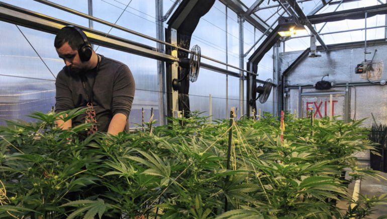 COVID-19: en California los vendedores de marihuana medicinal tienen prioridad para ser vacunados