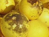 Para el control de esta plaga no existen productos químicos específicos disponibles en el mercado.
