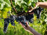 El respaldo financiero&nbsp; se destinará a gastos de cosecha, acarreo de uva y de elaboración de productos vitivinícolas.