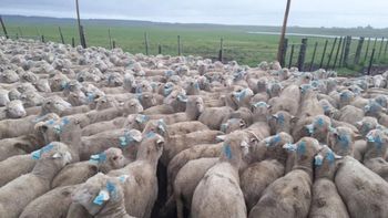 El cierre parcial de mercados por el scrapie genera una fuerte crisis en la Patagonia, donde las plantas frigoríficas ya trabajan al límite de su capacidad. | LM Neuquen El cierre parcial de mercados por el scrapie genera una fuerte crisis en la Patagonia, donde las plantas frigoríficas ya trabajan al límite de su capacidad.