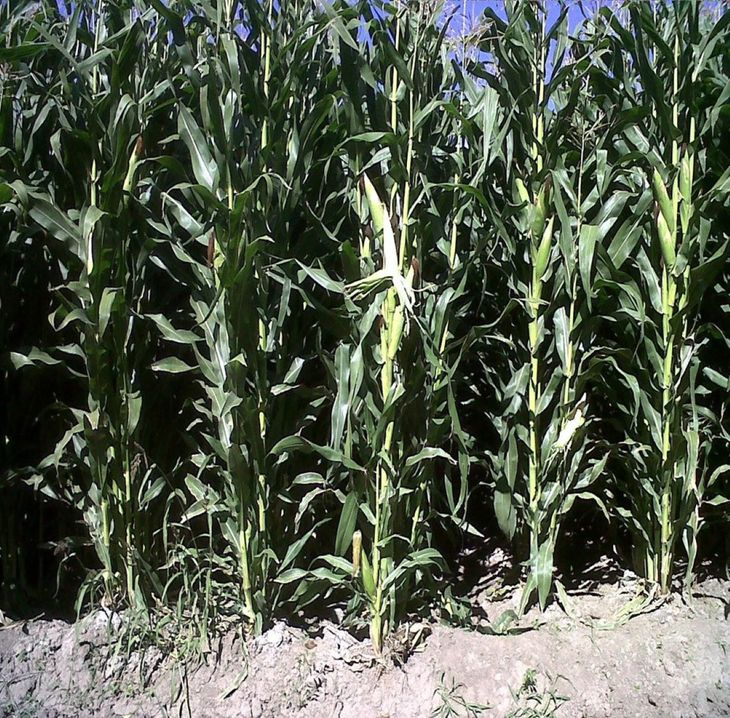 En Chubut se llegó a producir lotes 114 toneladas de materia verde de planta completa de maíz, frente a un promedio nacional de entre 37 y 40 toneladas.