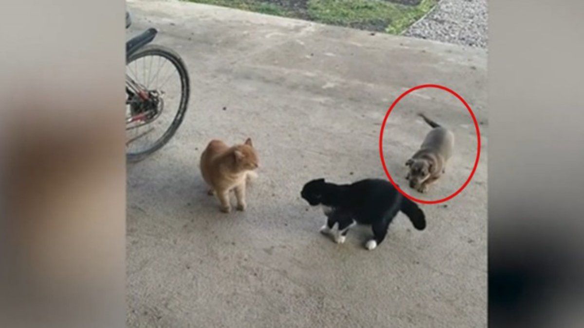 a dog was upset by the argument of two cats