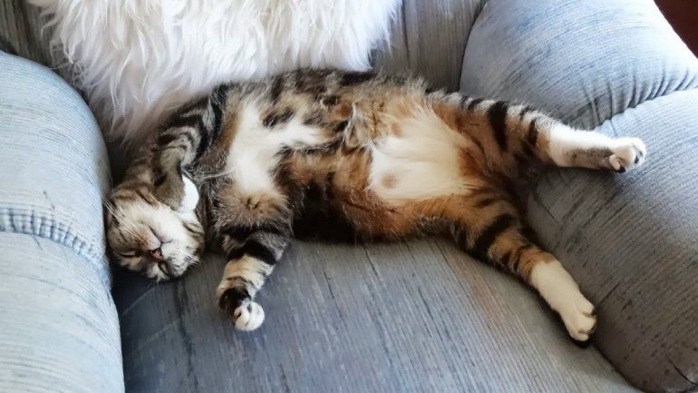 Las altas temperaturas obligan a reforzar los cuidados diarios para proteger a los gatos del estrés térmico. Las altas temperaturas obligan a reforzar los cuidados diarios para proteger a los gatos del estrés térmico.