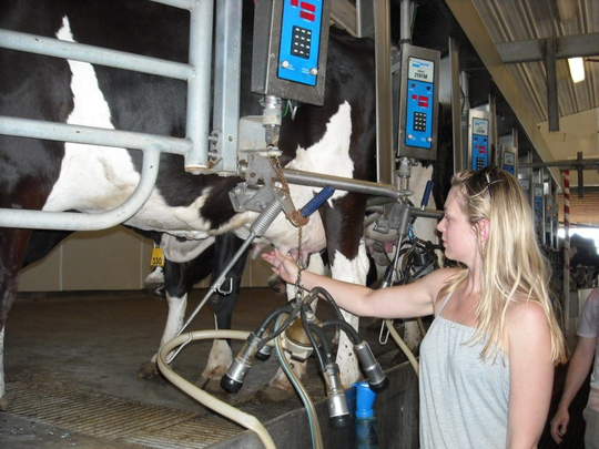 La OMS, en alerta porque detectaron patogenos de gripe aviar en la leche de vacas de EEUU. Foto: Health Policy.