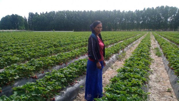 Una actividad pensada para los productores de frutillas y hortalizas.