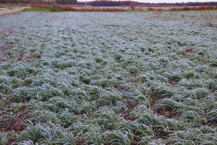 Los pronósticos de temperaturas mínimas extremas están indicando una mayor frecuencia de temperaturas bajas, especialmente sobre el centro y sur del país. Foto: INTA. Los pronósticos de temperaturas mínimas extremas están indicando una mayor frecuencia de temperaturas bajas, especialmente sobre el centro y sur del país. Foto: INTA.