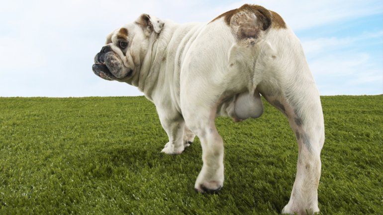 El cáncer de mama en perras es fatal en un 50% y en gatas