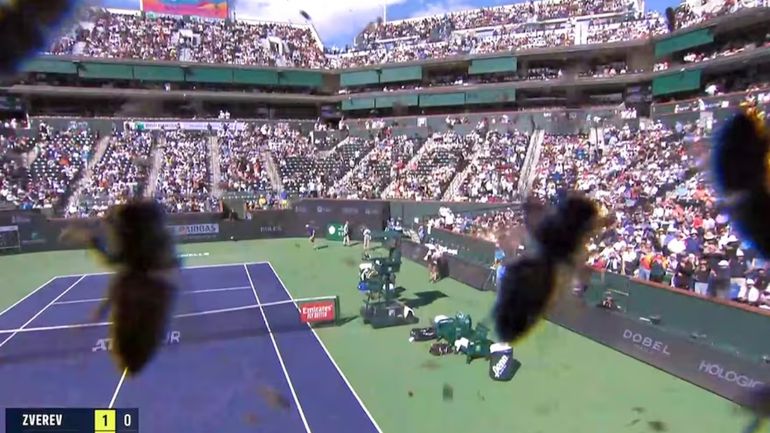 Insólito: un enjambre de abejas invadió Indian Wells y picó a Carlos Alcaraz
