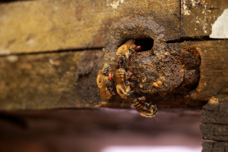 Cultivos de cacao y café sostenidos por la polinización de meliponas en la Amazonía peruana.