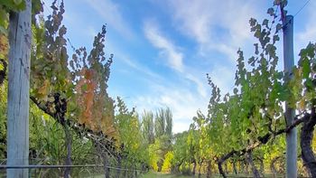 Producen 6.500 botellas de vino anuales aproximadamente. Foto: gentileza